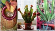 Rovdjur: Nepentes, Sarracenia och Stapelia