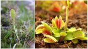 Engelska Dewdrop och Venus Flytrap