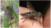 Great Grey Horsefly Tabanus autumnalis Linné