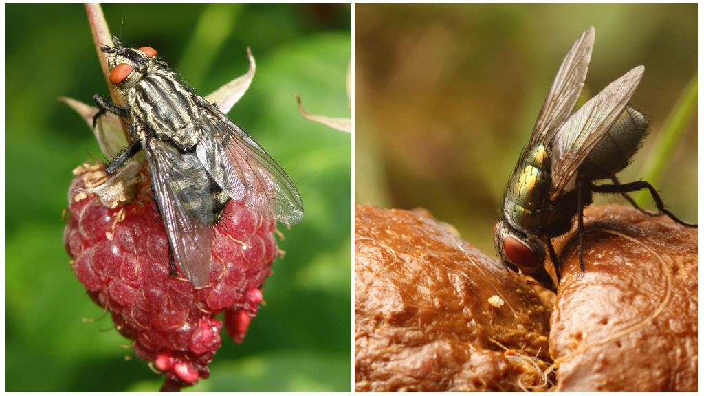 Vilka är fördelarna med flugor?