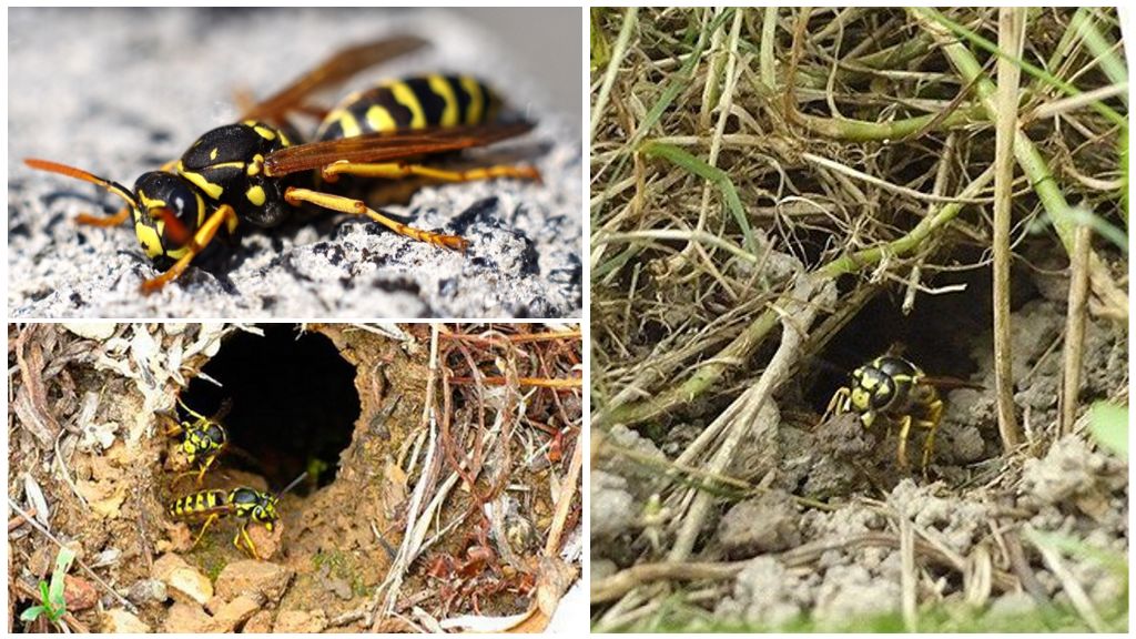 Hur man förstör jordiska getingar och hornets bon i marken