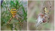 Argiope Brunnich