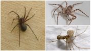 House Spider (Tegenaria domestica)