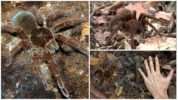 Goliath Tarantula Spider