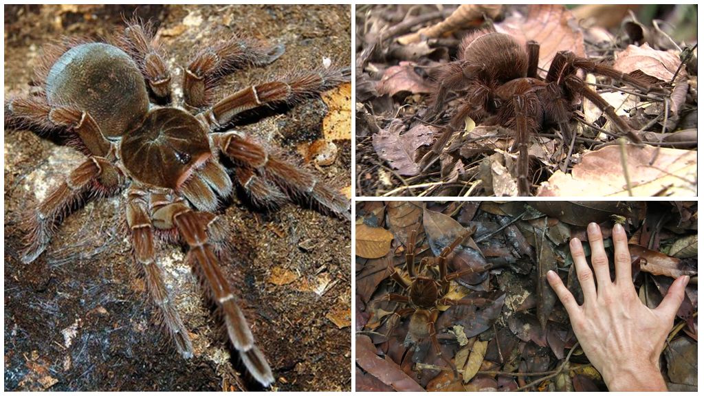 Beskrivning och foto av goliath tarantula spindeln