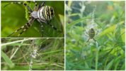 Wasp Spider eller Argiope Brunnich