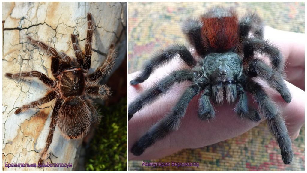 Tarantula spindel hemma