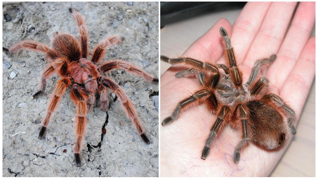 Beskrivning och foton av tarantulaspindlar