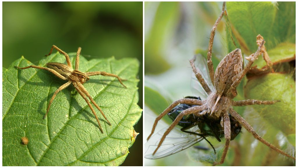 Hur många vanliga spindlar bor i lägenheten och naturen