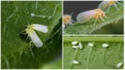 whitefly