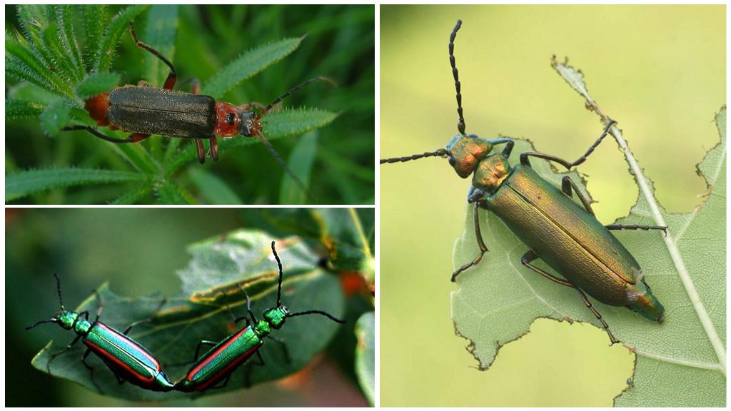 Beetle flypan och hur man kan bli av med den