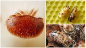 Mite Varroa