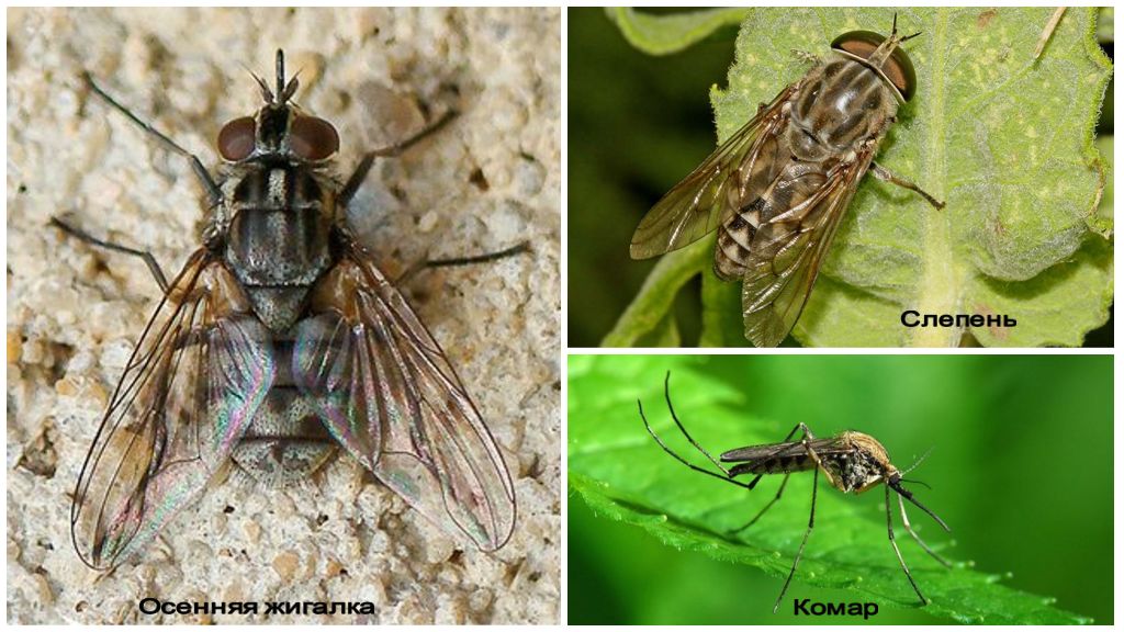 TOPP farligaste insekter i världen