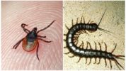 Tick ​​och Scolopendra