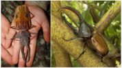 Brazilian Lumberjack Lumberjack och Hercules Beetle