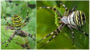 Tiger Spider Argiope Bruennich