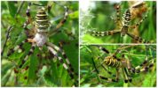 Tiger Spider Argiope Bruennich