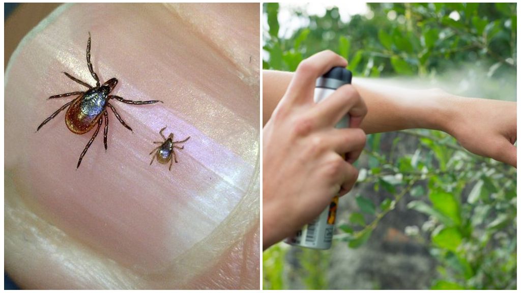 Acaricider för fästingar