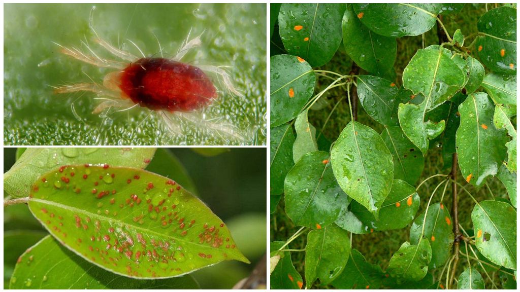 Pear Gall Mites