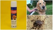 Hund Tick Bolfo Spray