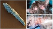 Demodex hos katter