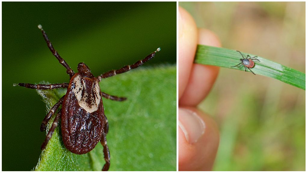 Varför fästingar behövs i naturen: roll och praktisk betydelse