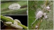 mealybug