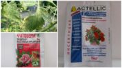 Spider Mite Remedies